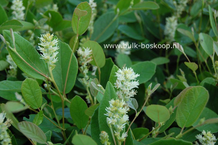 Fothergilla gardenii 'Zundert'