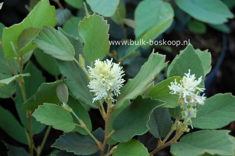 Fothergilla gardenii 'Brian Upchurch'