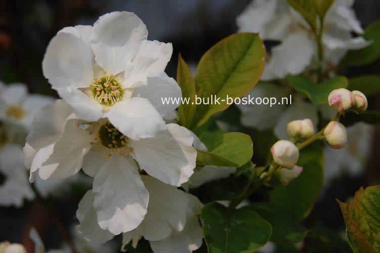 Exochorda serratifolia 'Snow White'