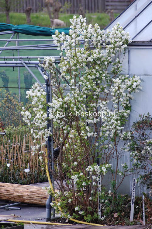 Exochorda serratifolia 'Snow White'