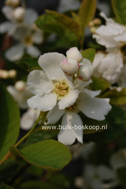 Exochorda serratifolia 'Snow White'