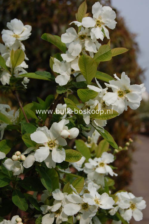 Exochorda serratifolia 'Snow White'