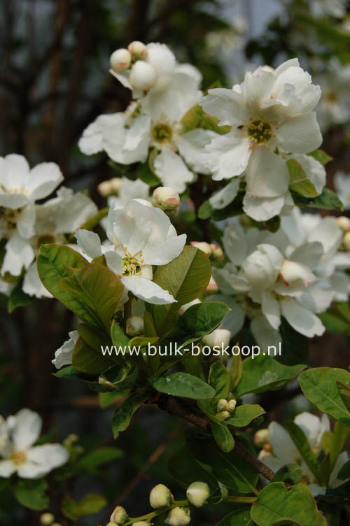 Exochorda serratifolia 'Snow White'