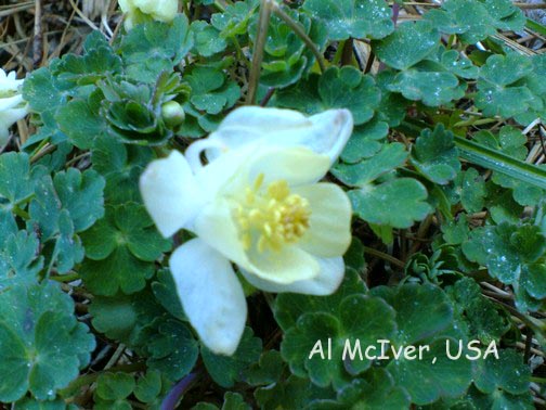 Aquilegia flabellata 'Nana Alba'