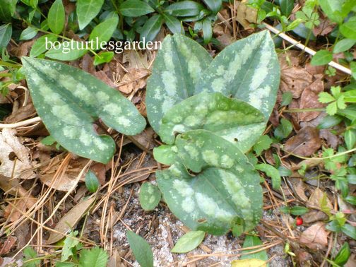 Asarum splendens