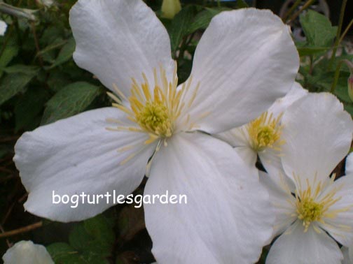 Clematis montana grandiflora