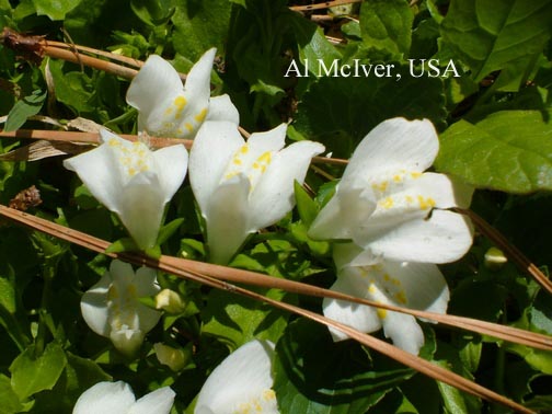 Mazus reptans 'Albus'