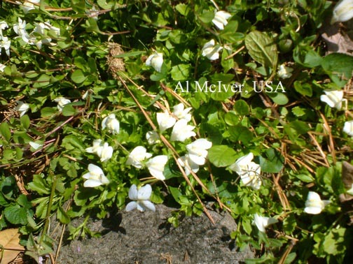 Mazus reptans 'Albus'