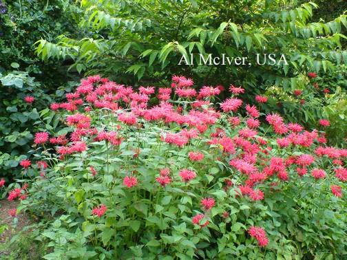 Monarda 'Gardenview Scarlet'