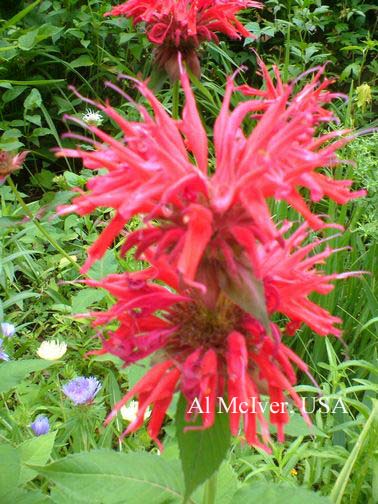 Monarda 'Gardenview Scarlet'