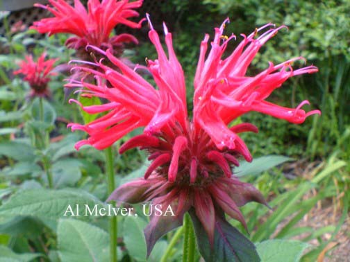 Monarda 'Gardenview Scarlet'