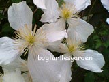 Clematis montana grandiflora