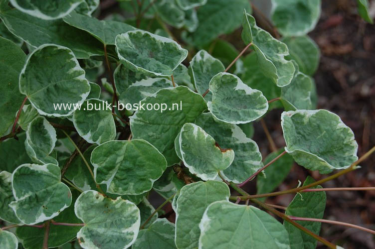 Disanthus cercidifolius 'Ena nishiki'