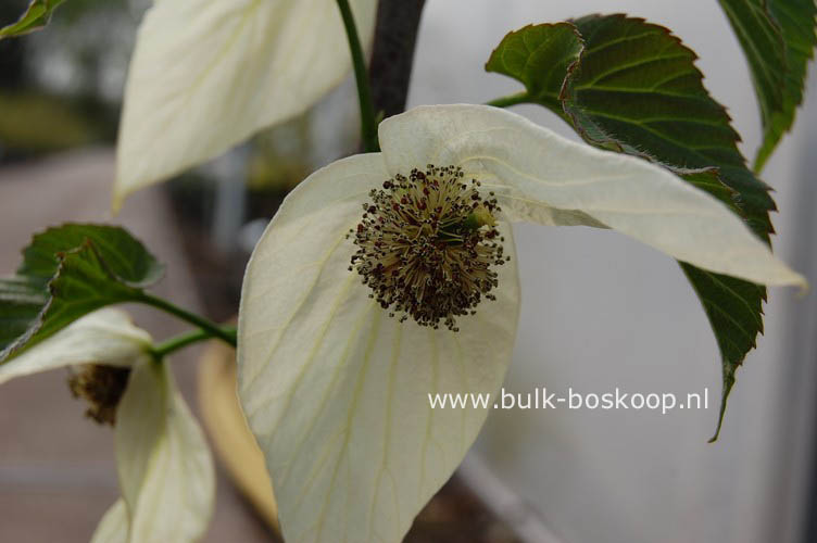 Davidia involucrata 'Sonoma'