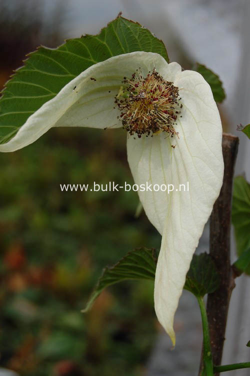 Davidia involucrata 'Sonoma'