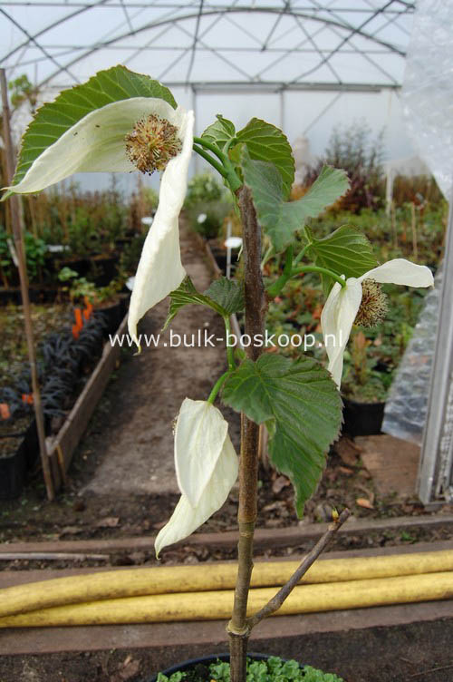 Davidia involucrata 'Sonoma'