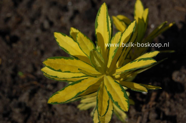 Daphne burkwoodii 'Golden Treasure'