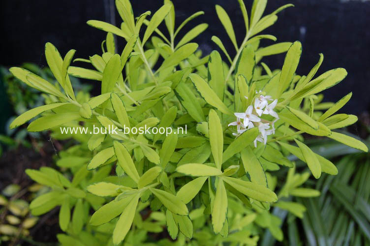 Daphne burkwoodii 'Golden Treasure'