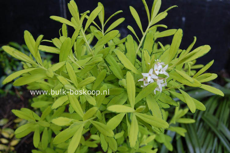 Daphne burkwoodii 'Golden Treasure'