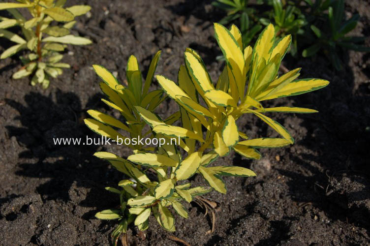 Daphne burkwoodii 'Golden Treasure'