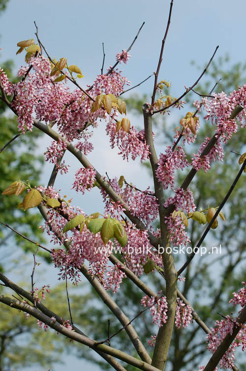 Cercis racemosa