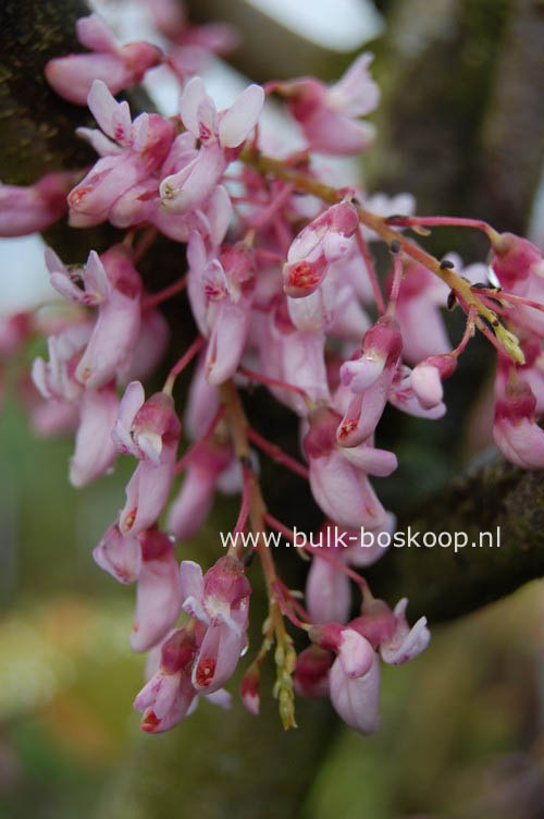 Cercis racemosa