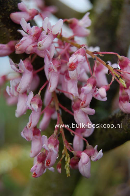 Cercis racemosa