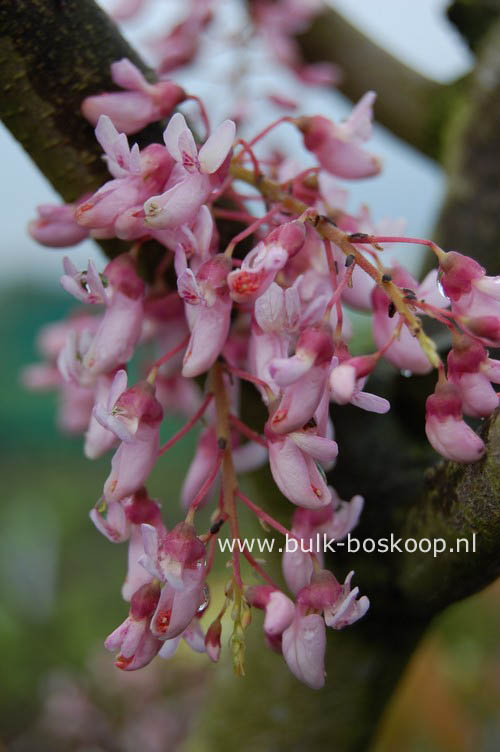 Cercis racemosa