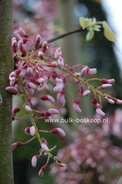 Cercis racemosa