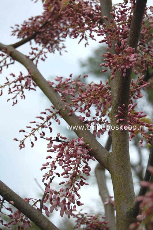 Cercis racemosa