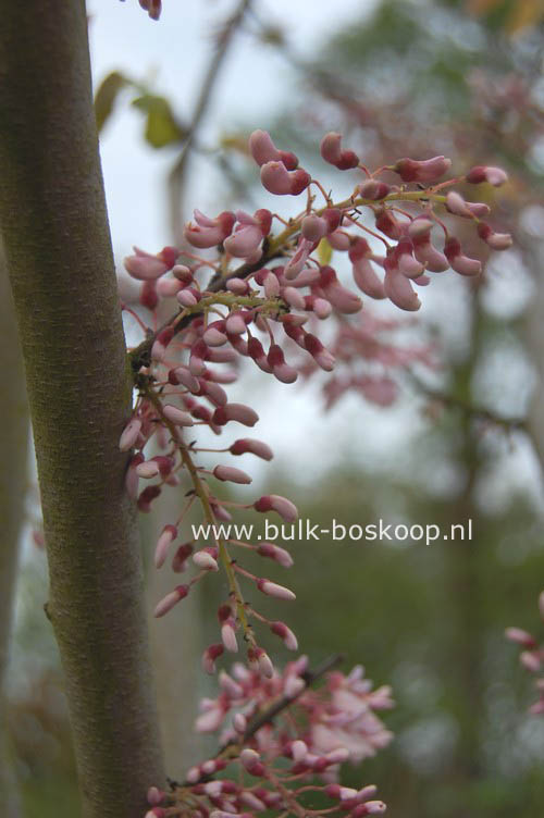 Cercis racemosa