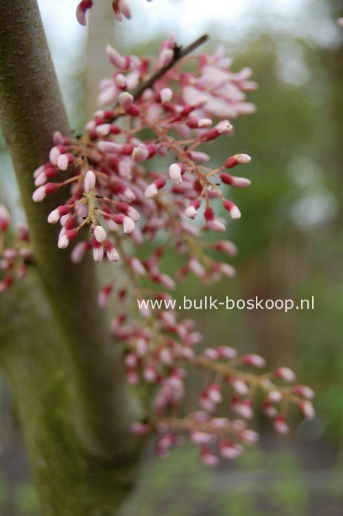 Cercis racemosa