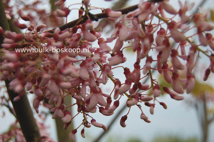 Cercis racemosa