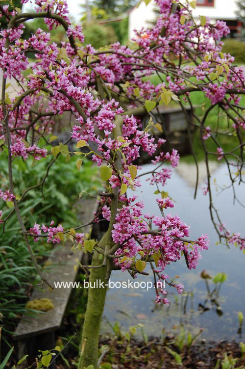 Cercis canadensis 'Covey' (LAVENDER TWIST)