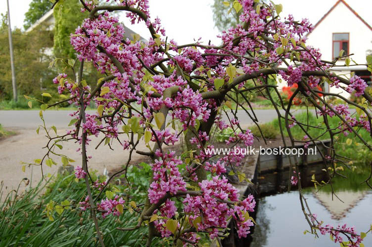 Cercis canadensis 'Covey' (LAVENDER TWIST)