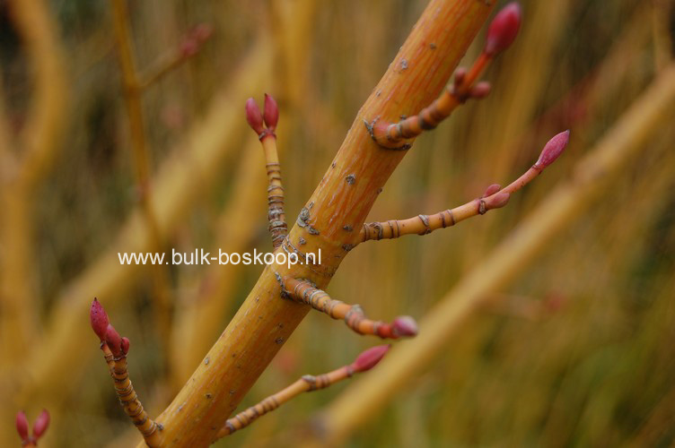 Acer rufinerve 'Erythrocladum'