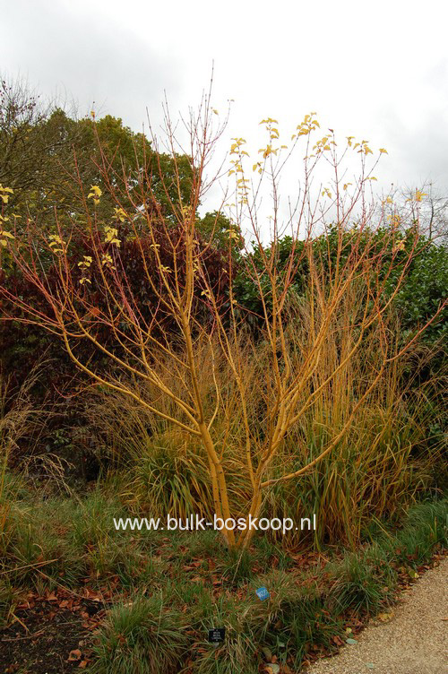 Acer rufinerve 'Erythrocladum'