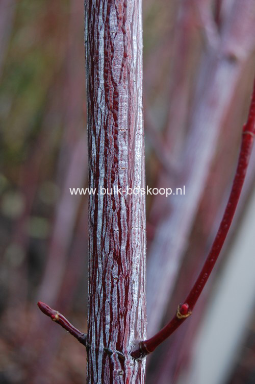 Acer conspicuum 'Elephant's Ear'