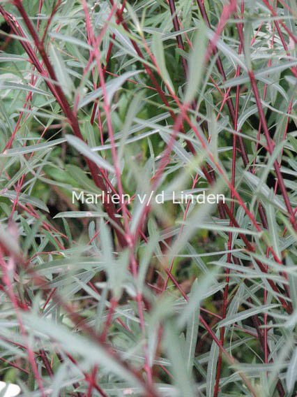 Salix purpurea 'Nancy Saunders'