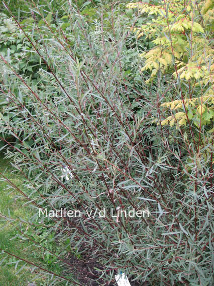 Salix purpurea 'Nancy Saunders'