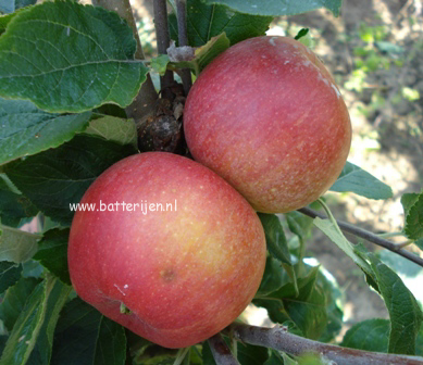 Malus domestica 'Alkmene'