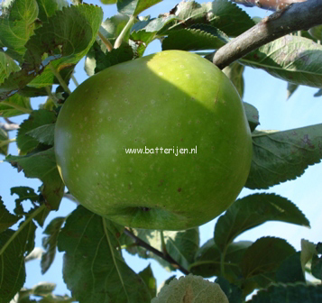 Malus domestica 'Bramley's Seedling'