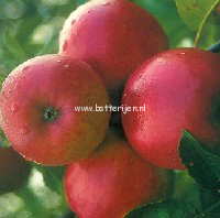 Malus domestica 'Ecolette'