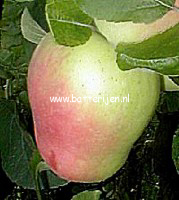 Malus domestica 'Glockenapfel'