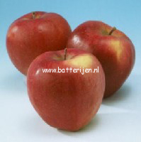 Malus domestica 'Gloster'
