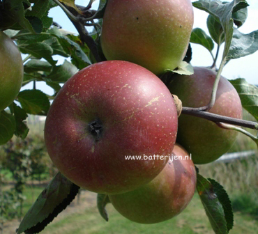 Malus domestica 'Jan Steen' (88340)