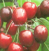 Prunus avium 'Venus' (88410)