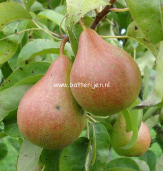 Pyrus communis 'Zwijndrechtse Wijnpeer'
