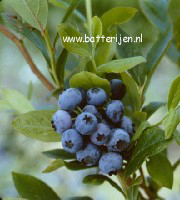 Vaccinium corymbosum 'Goldtraube'