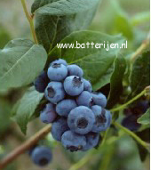 Vaccinium corymbosum 'Patriot'
